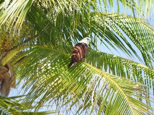 Elang-alap kelabu Papua