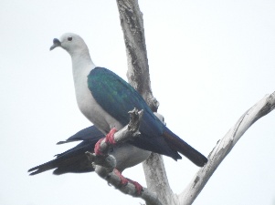 Burung gereja erasia