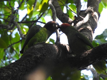 Kipasan kebun
